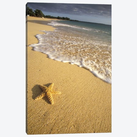 Lone Starfish, Big Beach, Makena State Park, Maui, Hawai'i, USA Canvas Print #DGU46} by Darrell Gulin Canvas Artwork
