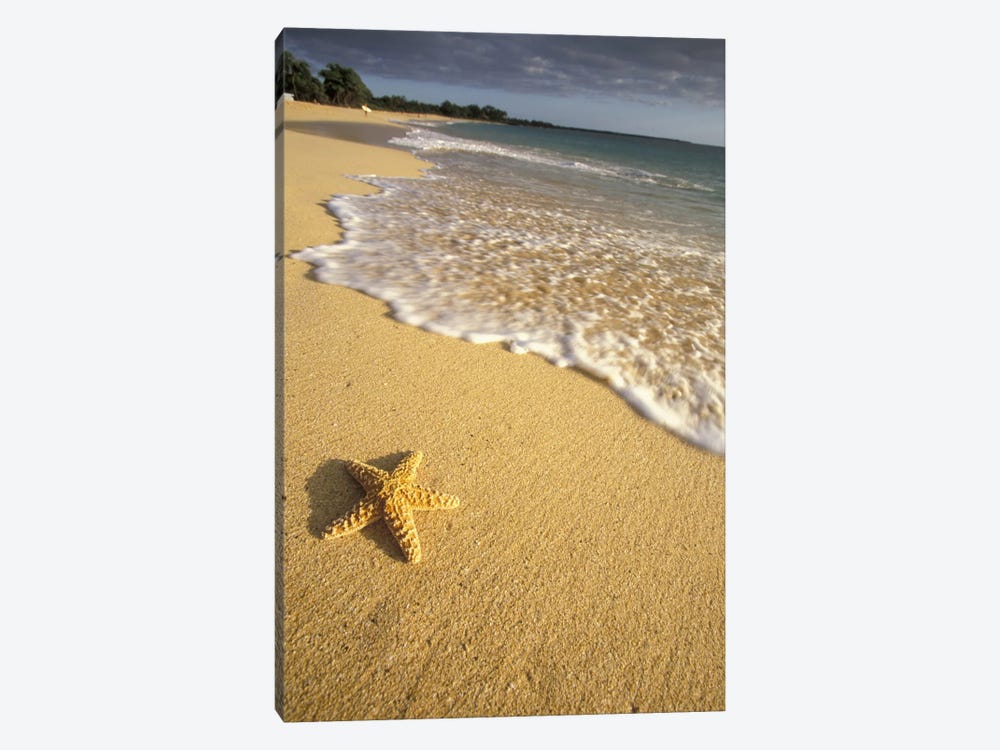Lone Starfish, Big Beach, Makena State Park, Maui, Hawai'i, USA by Darrell Gulin 1-piece Canvas Wall Art