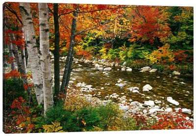 Autumn Landscape, Swift River, White Mountains, New Hampshire, USA Canvas Art Print - Aspen Tree Art