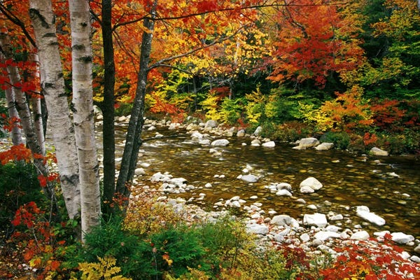 Aspen Trees | Birch Trees: Autumn Landscape, Swift River, White Mountains, New Hampshire, USA by Darrell Gulin