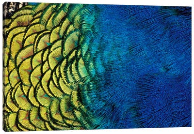 Peacock Feather In Zoom, Ashland, Jackson County, Oregon, USA Canvas Art Print - Abstracts in Nature