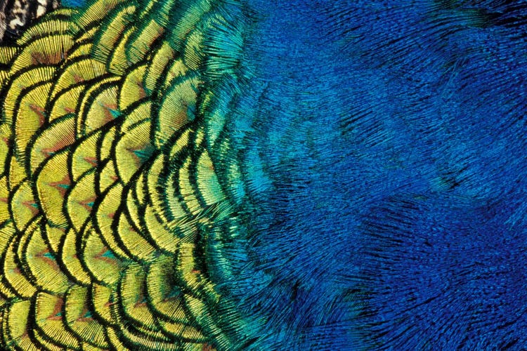 Peacock Feather In Zoom, Ashland, Jackson County, Oregon, USA