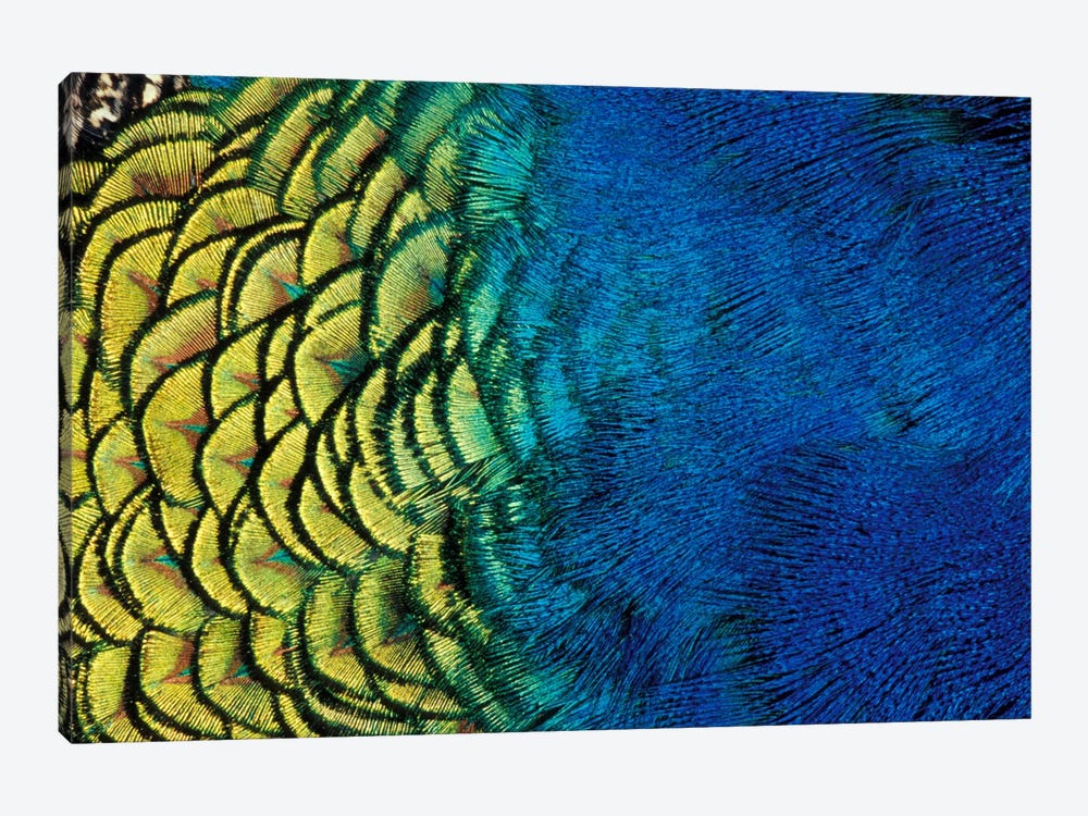 Peacock Feather In Zoom, Ashland, Jackson County, Oregon, USA by Darrell Gulin 1-piece Canvas Artwork