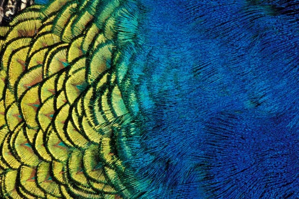 Abstracts In Nature: Peacock Feather In Zoom, Ashland, Jackson County, Oregon, USA by Darrell Gulin