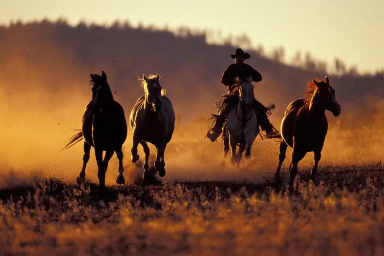 Horse Roundup, Ponderosa Ranch, Seneca, Grant County, Oregon, USA