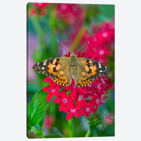 Open-Winged American Painted Lady In Zoom Canvas Print #DGU4} by Darrell Gulin Canvas Wall Art