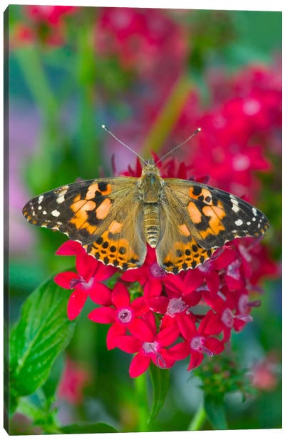 Open-Winged American Painted Lady In Zoom Canvas Art Print - Macro Photography