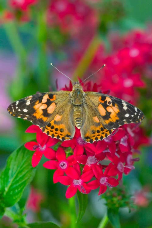 Open-Winged American Painted Lady In Zoom