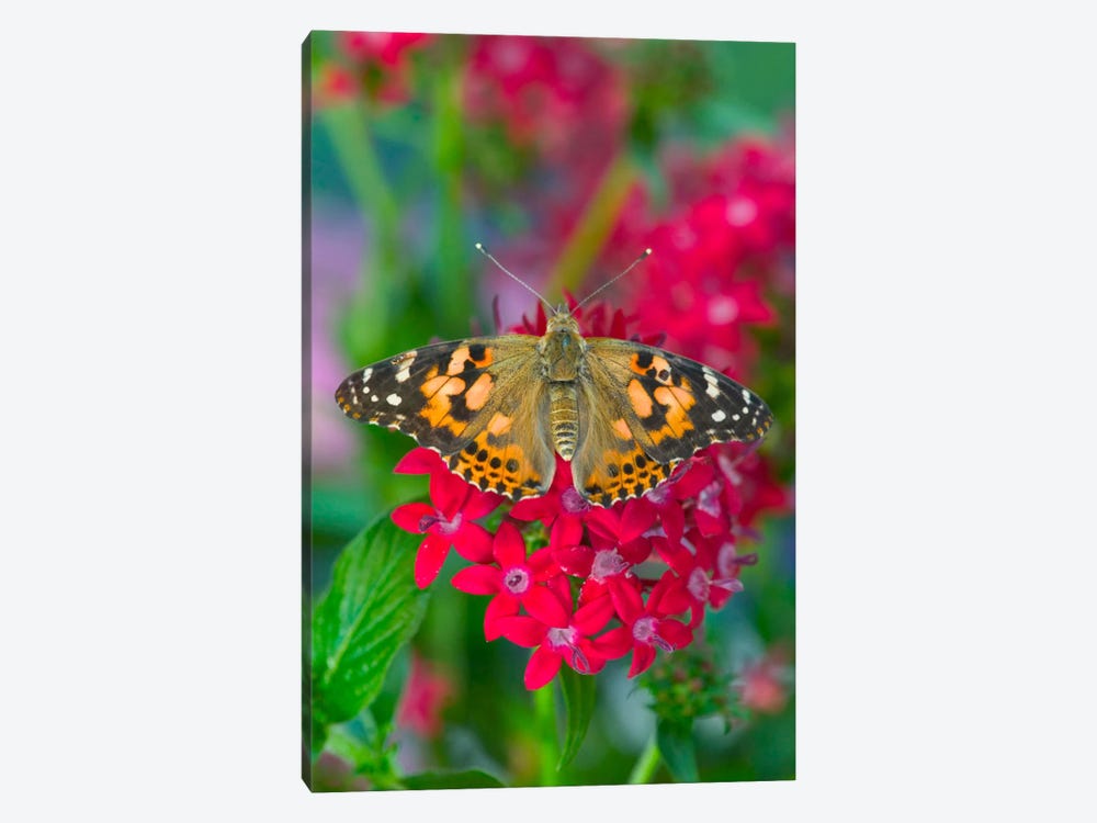 Open-Winged American Painted Lady In Zoom by Darrell Gulin 1-piece Canvas Art Print