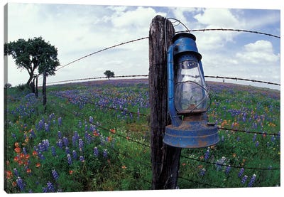 Wide-Angle View Of A Blue Lantern Hanging On A Barbed Wire Fence Post In A Wildflower Field, Lytle, Texas, USA Canvas Art Print - Darrell Gulin