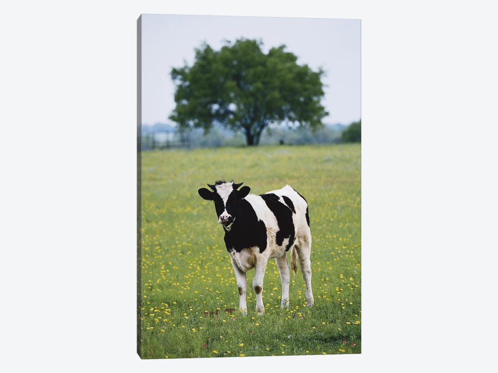 Lone Heifer In A Field, Lytle, Texas, USA by Darrell Gulin 1-piece Canvas Art