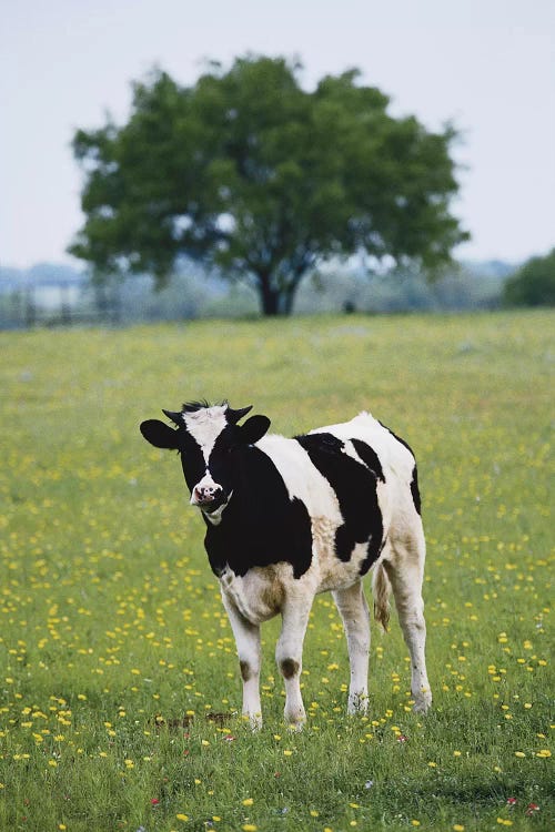 Lone Heifer In A Field, Lytle, Texas, USA