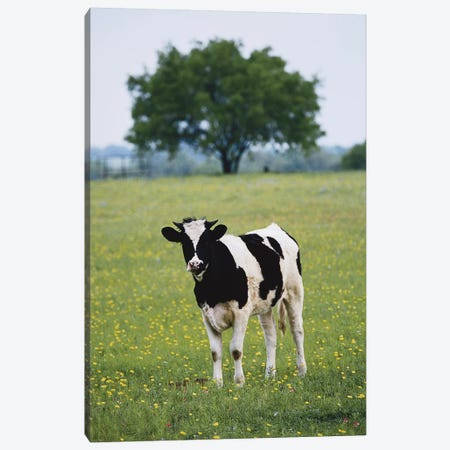 Lone Heifer In A Field, Lytle, Texas, USA Canvas Print #DGU53} by Darrell Gulin Canvas Wall Art
