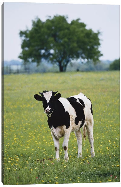 Lone Heifer In A Field, Lytle, Texas, USA Canvas Art Print - Darrell Gulin