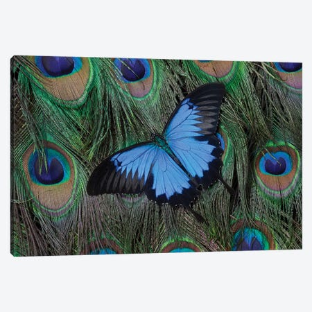 Ulysses Swallowtail Butterfly Atop A Peacock's Tail Canvas Print #DGU54} by Darrell Gulin Canvas Art Print
