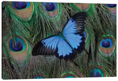 Ulysses Swallowtail Butterfly Atop A Peacock's Tail Canvas Art Print - Feather Art