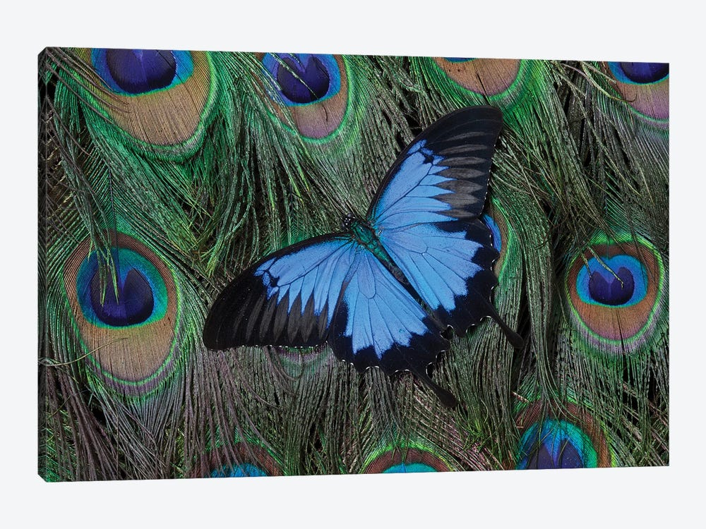 Ulysses Swallowtail Butterfly Atop A Peacock's Tail 1-piece Canvas Print