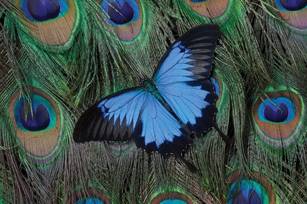Feathers: Ulysses Swallowtail Butterfly Atop A Peacock's Tail by Darrell Gulin