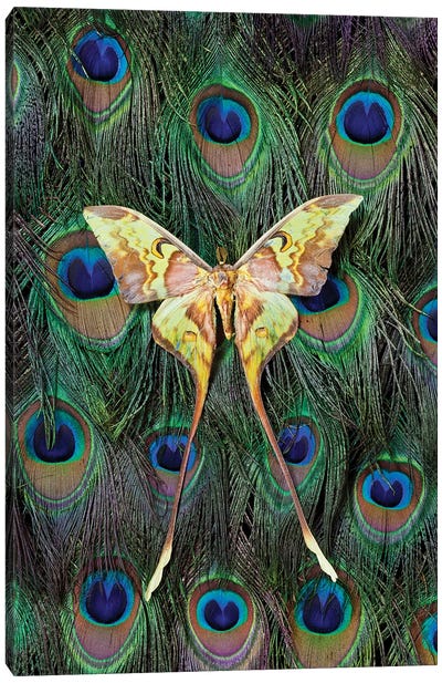 Malaysian Moon Moth Atop A Peacock's Tail Canvas Art Print - Feather Art