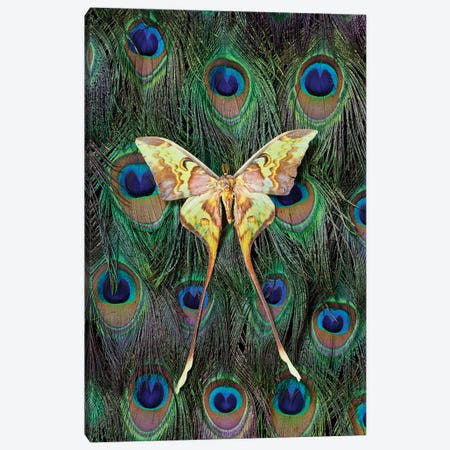 Malaysian Moon Moth Atop A Peacock's Tail Canvas Print #DGU55} by Darrell Gulin Canvas Print