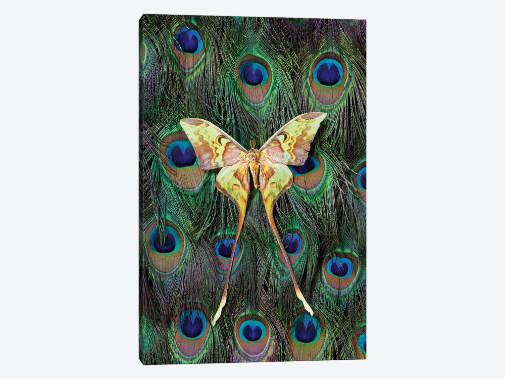 Malaysian Moon Moth Atop A Peacock's Tail by Darrell Gulin 1-piece Canvas Art
