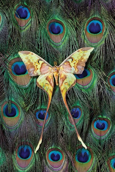 Feathers: Malaysian Moon Moth Atop A Peacock's Tail by Darrell Gulin
