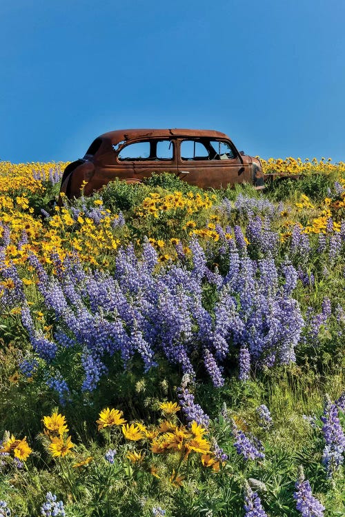 Abandoned car in springtime wildflowers, Dalles Mountain Ranch State Park, Washington State I