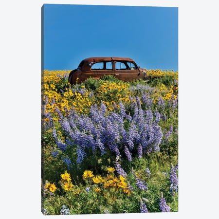 Abandoned car in springtime wildflowers, Dalles Mountain Ranch State Park, Washington State I Canvas Print #DGU57} by Darrell Gulin Canvas Art Print