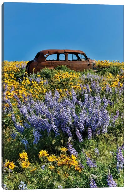 Abandoned car in springtime wildflowers, Dalles Mountain Ranch State Park, Washington State I Canvas Art Print