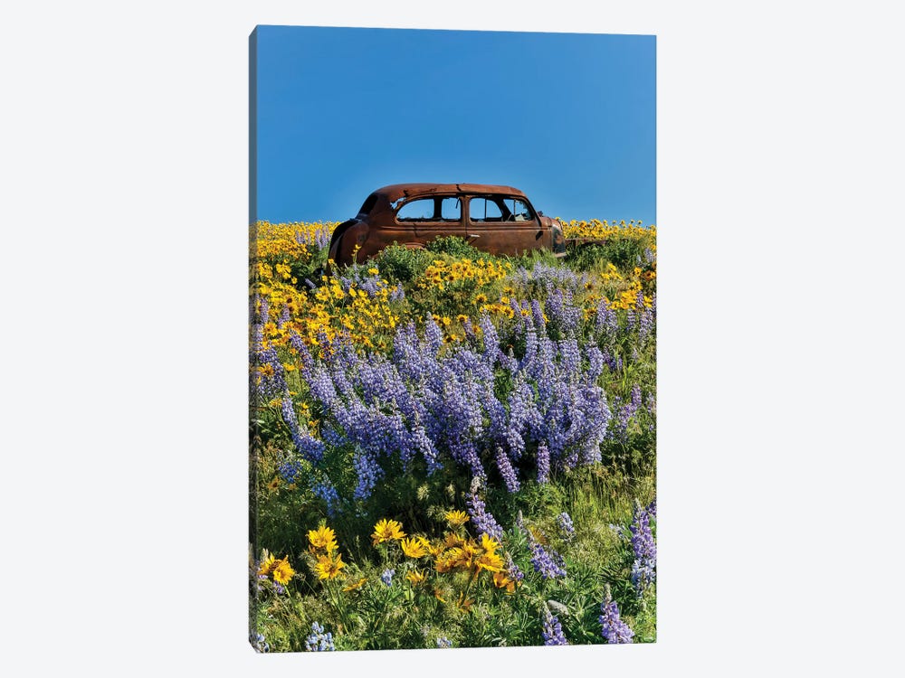 Abandoned car in springtime wildflowers, Dalles Mountain Ranch State Park, Washington State I by Darrell Gulin 1-piece Canvas Wall Art