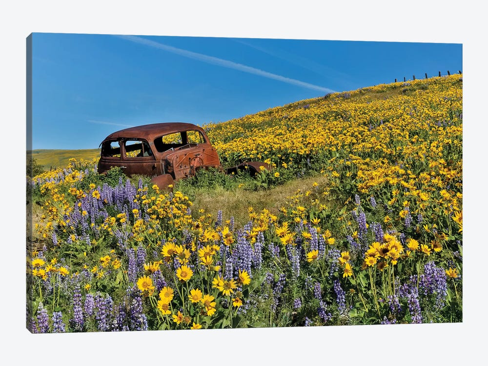 Abandoned car in springtime wildflowers, Dalles Mountain Ranch State Park, Washington State II by Darrell Gulin 1-piece Canvas Art Print