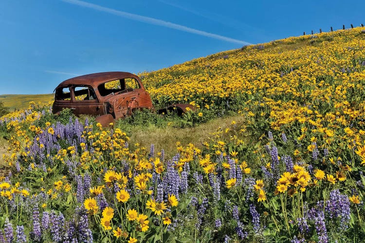 Abandoned car in springtime wildflowers, Dalles Mountain Ranch State Park, Washington State II