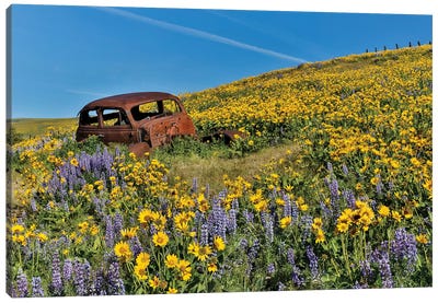 Abandoned car in springtime wildflowers, Dalles Mountain Ranch State Park, Washington State II Canvas Art Print - Lupines