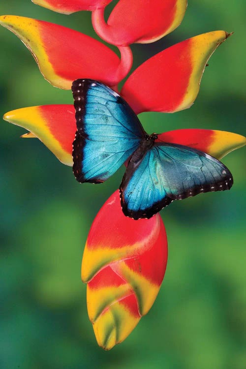 Blue Morpho Butterfly sitting on tropical Heliconia flowers