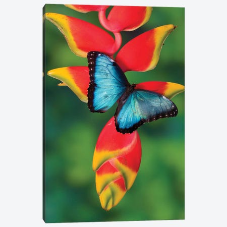Blue Morpho Butterfly sitting on tropical Heliconia flowers Canvas Print #DGU59} by Darrell Gulin Canvas Art