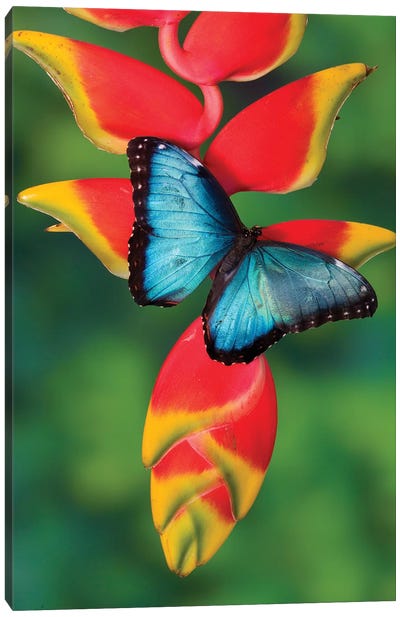 Blue Morpho Butterfly sitting on tropical Heliconia flowers Canvas Art Print - Darrell Gulin