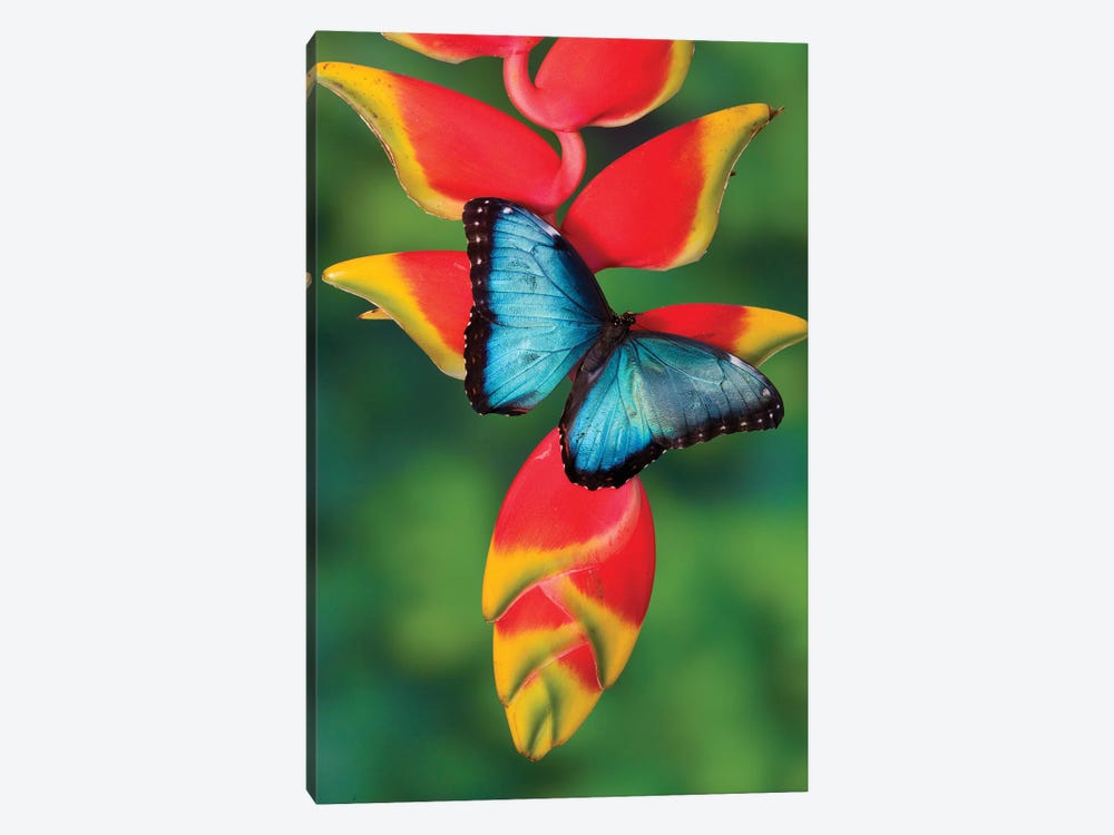 Blue Morpho Butterfly sitting on tropical Heliconia flowers by Darrell Gulin 1-piece Canvas Artwork