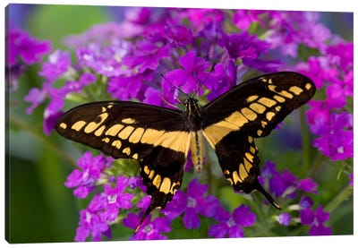 Open-Winged Thoas (King) Swallowtail In Zoom Among Fuchsia Verbena Canvas Art Print - Macro Photography