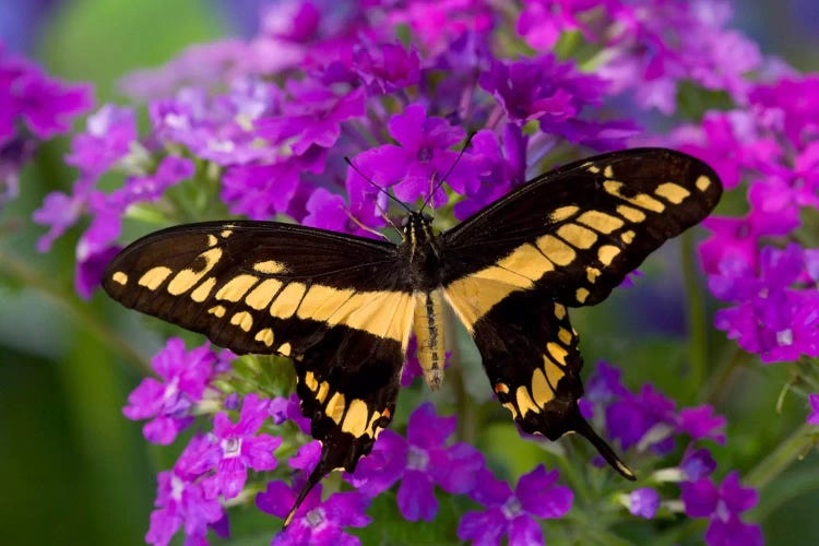 Open-Winged Thoas (King) Swallowtail In Zoom Among Fuchsia Verbena