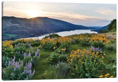Fields of Balsamroot and Lupine on the Hills above the Columbia River Rowena, Oregon Canvas Art Print - River, Creek & Stream Art
