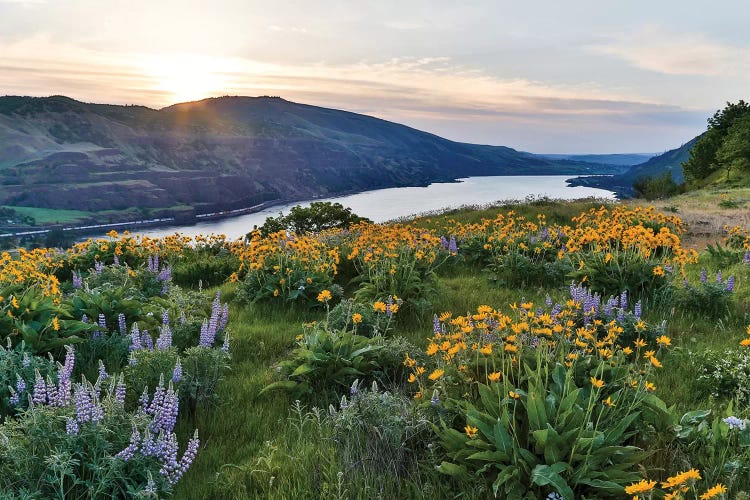 Fields of Balsamroot and Lupine on the Hills above the Columbia River Rowena, Oregon