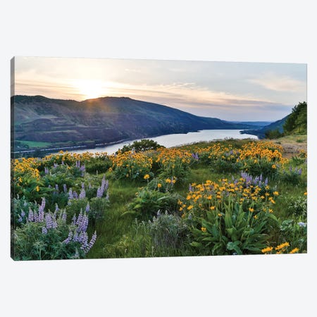 Fields of Balsamroot and Lupine on the Hills above the Columbia River Rowena, Oregon Canvas Print #DGU62} by Darrell Gulin Canvas Print