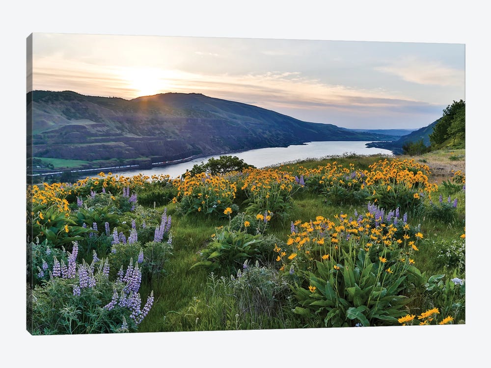 Fields of Balsamroot and Lupine on the Hills above the Columbia River Rowena, Oregon by Darrell Gulin 1-piece Canvas Art