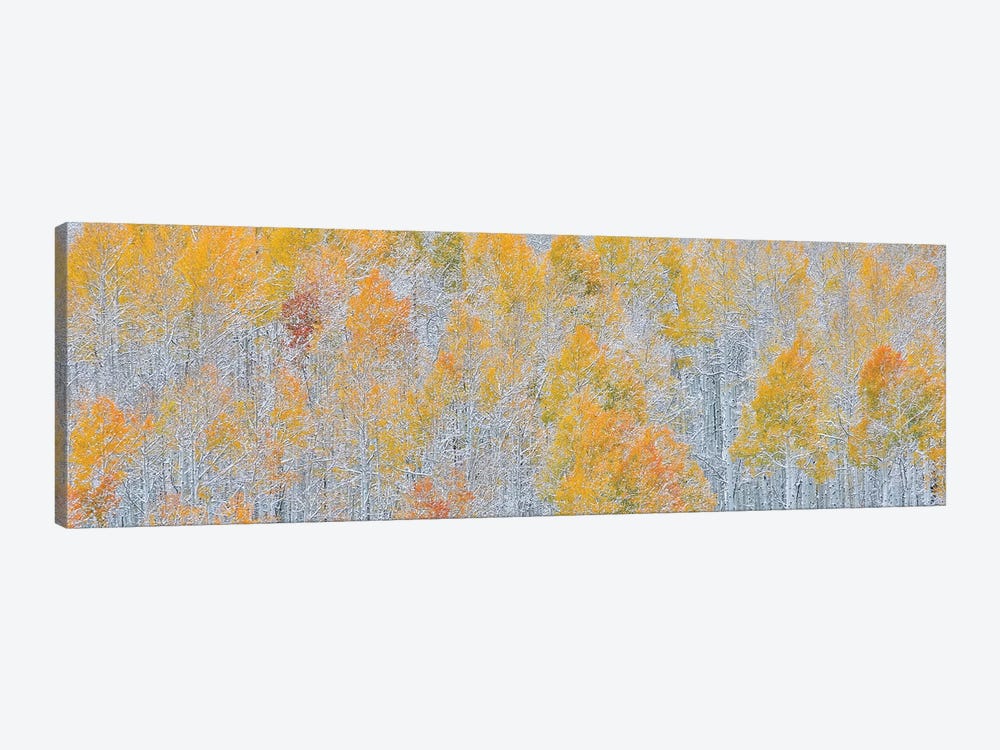 Rocky Mountains, Colorado. Fall Colors of Aspens and fresh snow Keebler Pass by Darrell Gulin 1-piece Canvas Art Print