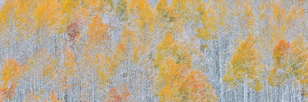 Colorado: Rocky Mountains, Colorado. Fall Colors of Aspens and fresh snow Keebler Pass by Darrell Gulin