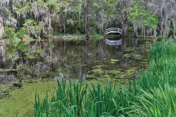 Charleston: Springtime azalea blooming, Charleston, South Carolina, with white arched bridge. by Darrell Gulin