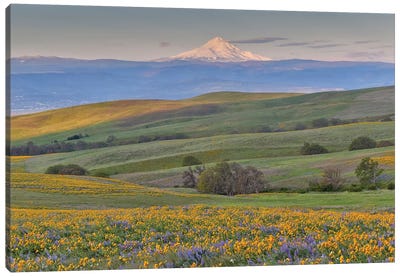 Sunrise and Mt. Hood with Springtime wildflowers, Dalles Mountain Ranch State Park, Washington State Canvas Art Print - Hill & Hillside Art