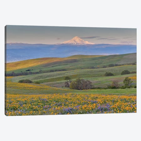 Sunrise and Mt. Hood with Springtime wildflowers, Dalles Mountain Ranch State Park, Washington State Canvas Print #DGU68} by Darrell Gulin Canvas Art Print