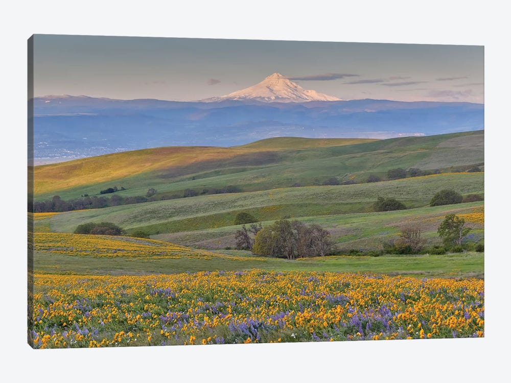 Sunrise and Mt. Hood with Springtime wildflowers, Dalles Mountain Ranch State Park, Washington State by Darrell Gulin 1-piece Canvas Art