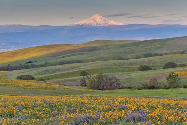 Washington: Sunrise and Mt. Hood with Springtime wildflowers, Dalles Mountain Ranch State Park, Washington State by Darrell Gulin